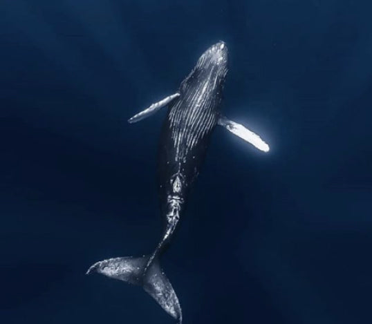 Evolve Apnea gallery photo 5